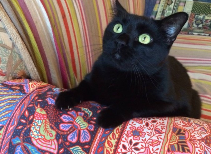 15288612_10211508149605230_8996376860799313210_o